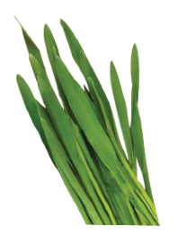 barleygrass
