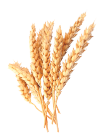oat